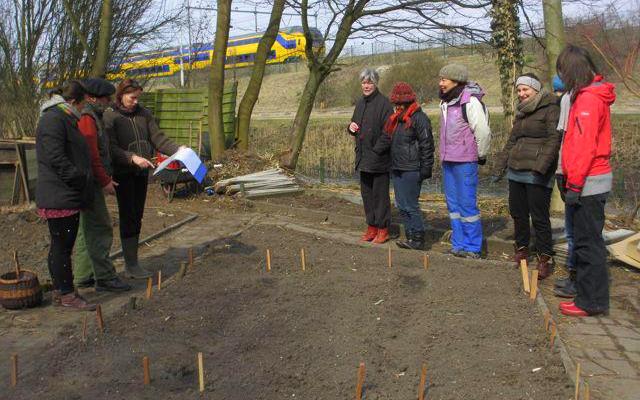 April 2013: Planting the heritage/ forgotten vegetables bed  (Photo: Caren Harple)
